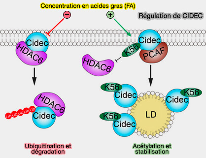 Régulation par l'acétylation de CIDEC