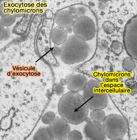 Exocytose des chylomicrons