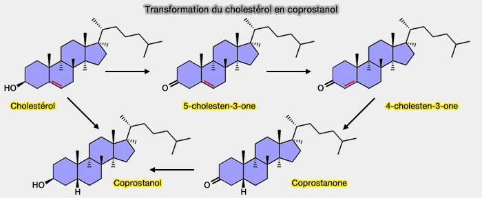 Transformation du cholestérol en coprostanol