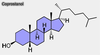 Coprostanol