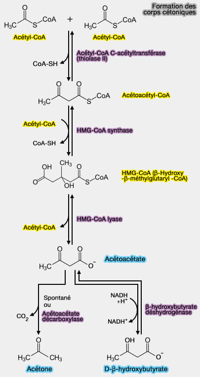 Synthèse des corps cétoniques