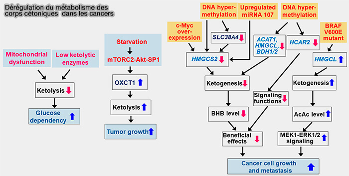 Dérégulation du métabolisme des corps cétoniques dans les cancers