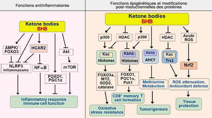 Fonctions des corps cétoniques (hors énergétiques)