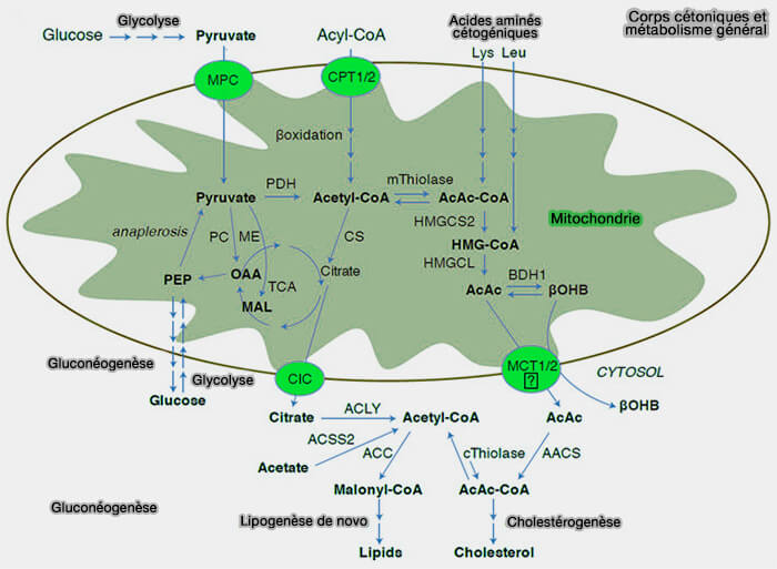 Production de méthylglyoxal