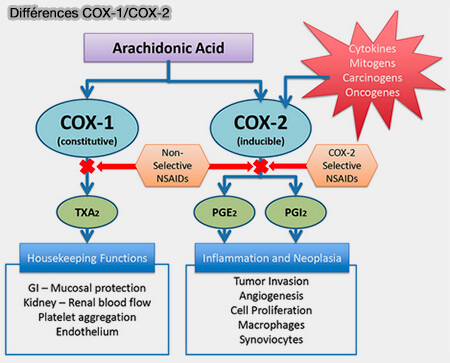 Différences COX-1/COX-2