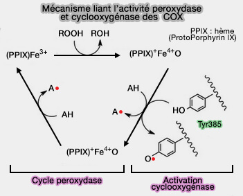 Hème et COX