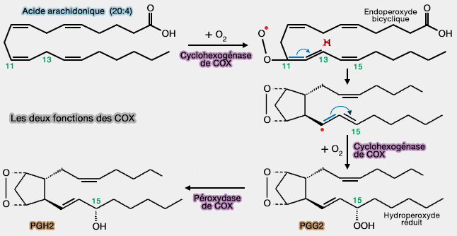 Les deux fonctions des COX