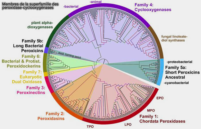 peroxidase-cyclooxygénases