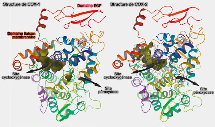 Structure du monomère de COX-1 et COX-2