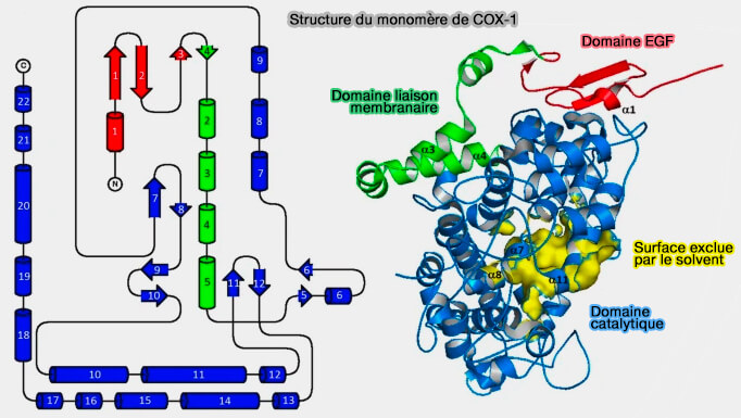 Structure du monomère de COX-1