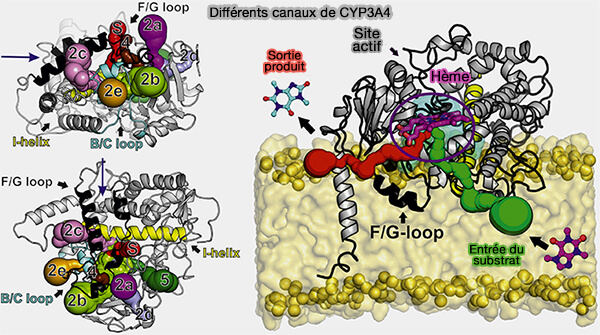 Différents canaux de CYP3A4