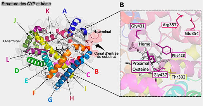 Structure des CYP et hème