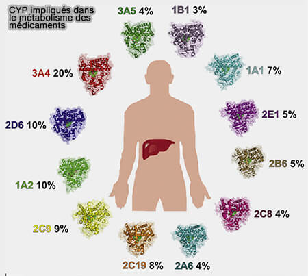 CYP impliqués dans le métabolisme des médicaments