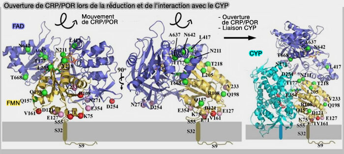 Ouverture de CRP/POR lors de la réduction et de l'interaction avec le CYP