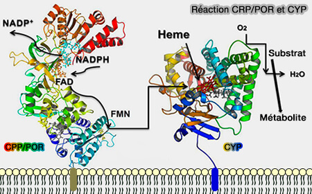 Réaction CRP/POR et CYP