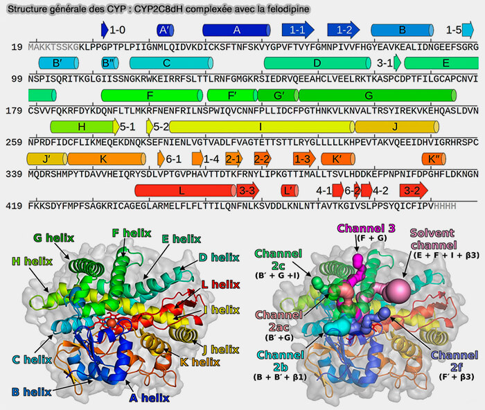 Structure des CYP : CYP208