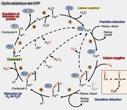 Cycle catalytique des CYP