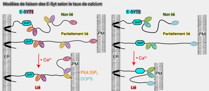 Modèles de liaison des E-Syt selon le taux de calcium
