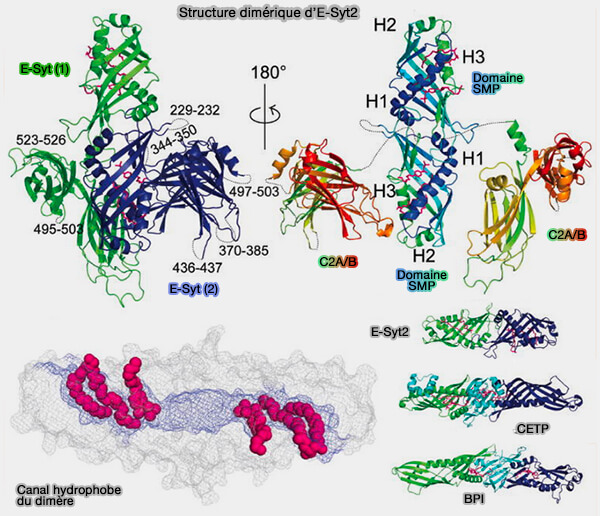 Structure dimérique d’E-Syt2 et domaine SMP 