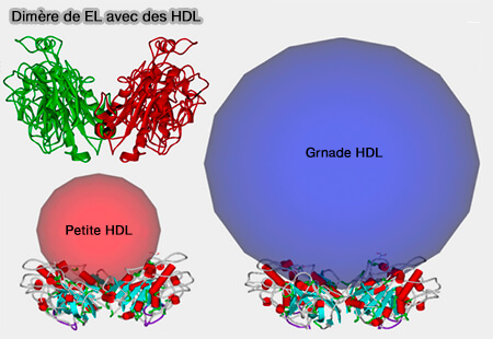 Dimère de lipase endothéliale (EL) avec des HDL