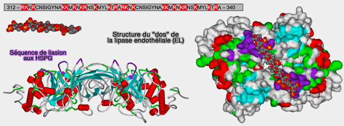 Structure du ”dos” de la lipase endothéliale (EL)