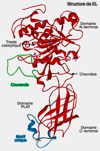 Structure de la lipase endothéliale (EL) 