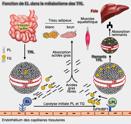 Fonctions de la lipase endothéliale (EL) dans les TRL