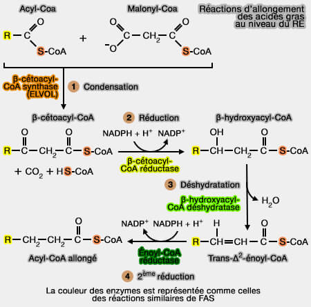 Élongases du réticulum endoplasmique