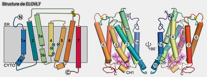 Structure de ELOVL7