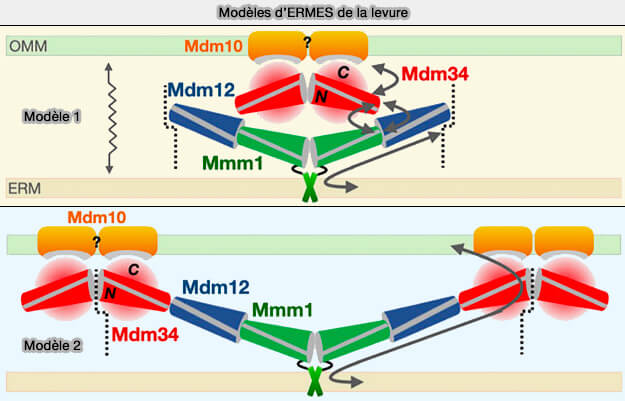 Modèles d'ERMES de la levure