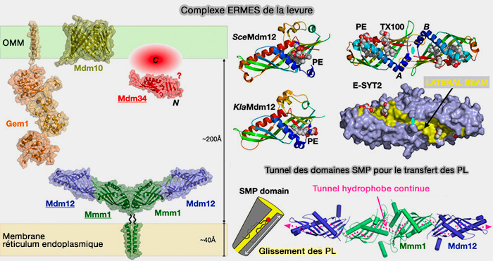 Complexe ERMES de la levure