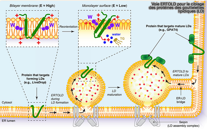 Voie ERTOLD pour le ciblage des protéines des gouttelettes lipidiques (LD)
