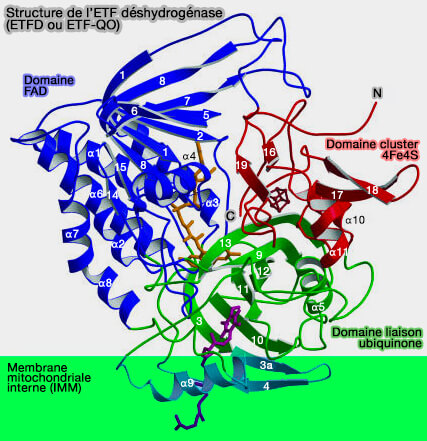 ETF déshydrogénase (ETFD ou ETF-QO)