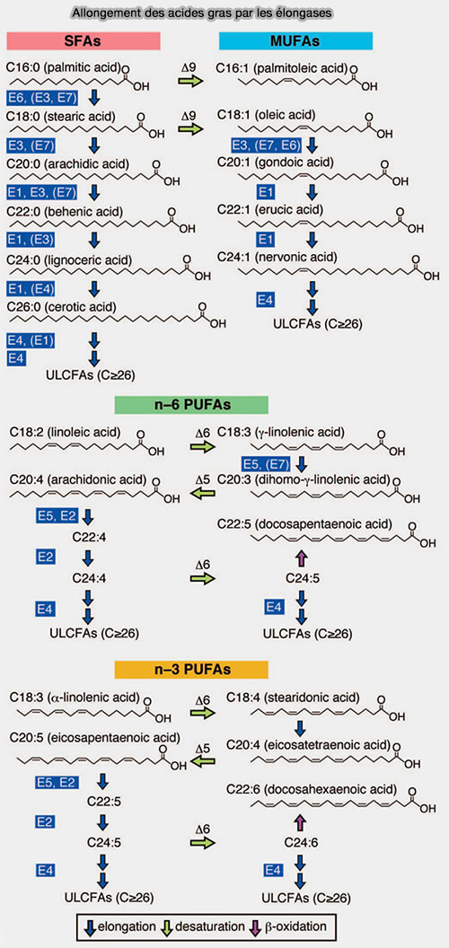 Allongement des acides gras par les élongases