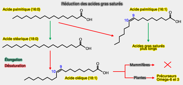 Réduction des acides gras saturés