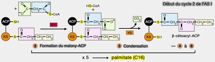 Début du cycle 2 de FAS I