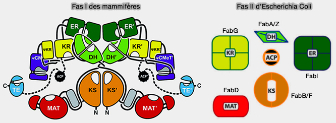 Domaines des FAS I et FAS II