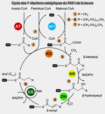 Cycle catalytique du FAS I de la levure