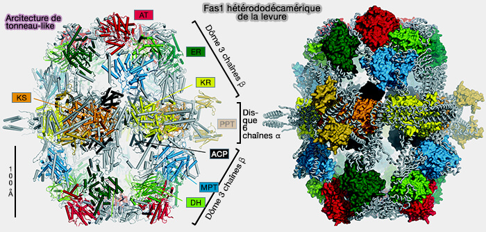 Structure du FAS I de la levure