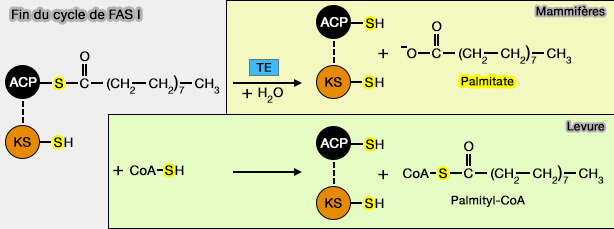 Fin du cycle de FAS I