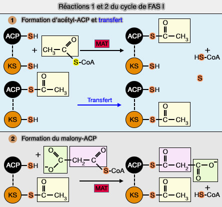 Réactions 1 et 2 du cycle de FAS1
