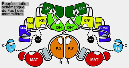 Représentation schématique du FAS I mammalien