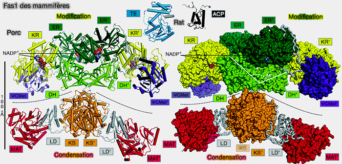 Structure du FAS I des mammifères