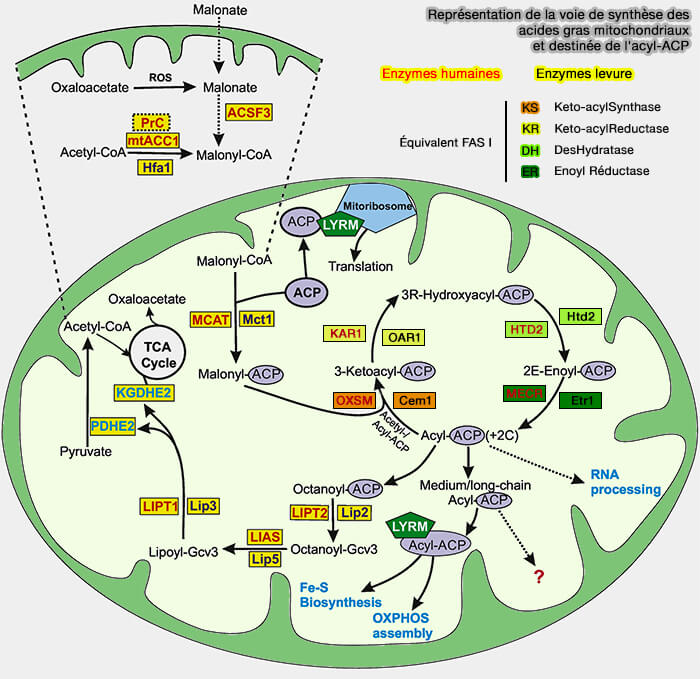 Représentation de la voie de synthèse des acides gras mitochondriaux et destinée de l'acyl-ACP
