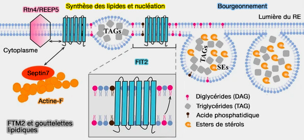 Modèle hypothétique des interactions de FIT2 au niveau des LD naissantes