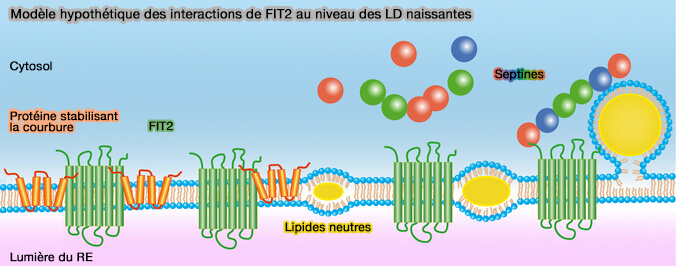 Modèle hypothétique des interactions de FIT2 au niveau des LD naissantes