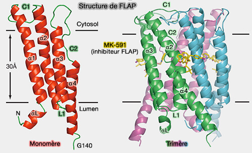 FLAP : monomère et trimère