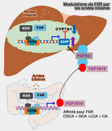 Modulations de FXR par les acides biliaires