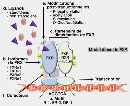 Modulations de FXR