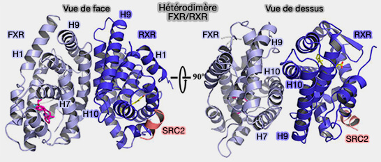 Hétérodimère FXR/RXR